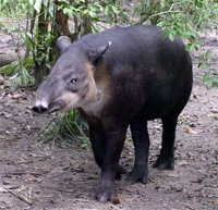 Tapir in Costa Rica